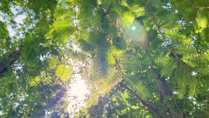 阳光透过水杉树叶下的光影时光流逝
