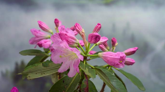 高山杜鹃花开延时摄影植物开花视频素材