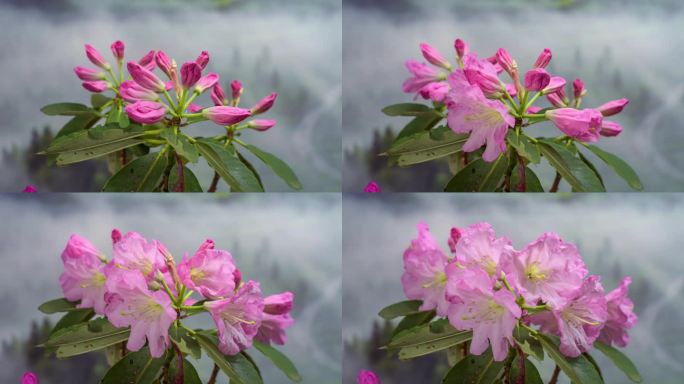 高山杜鹃花开延时摄影植物开花视频素材