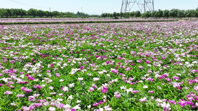 芍药花海基地航拍4k