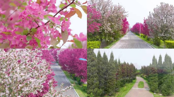 春天 花开 花 夏天 杏花 梨花