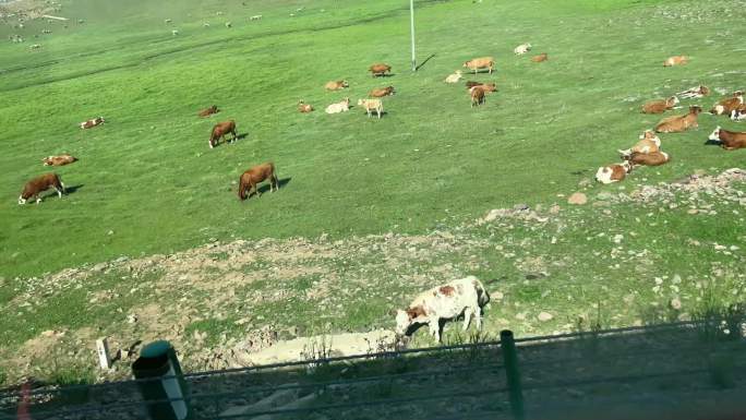 畜牧业放牛养牛更牛 (2)