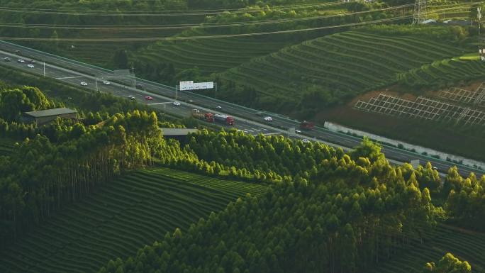四川夹江高速旁茶叶种植现代农业