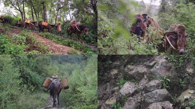 古代马帮在茶马古道在艰难跋涉