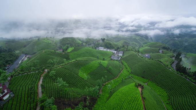 航拍山区云雾袅绕的茶山4K