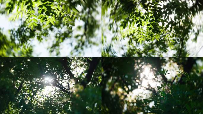 【合集】早晨阳光树荫光影阳光树叶逆光