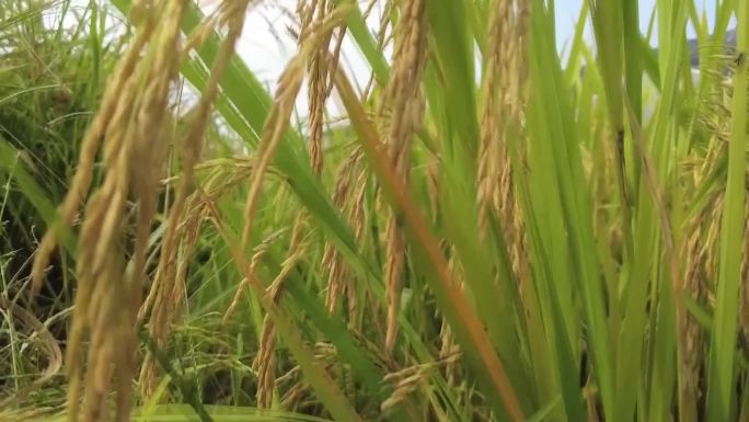 中国的农业秋收收获季节稻田收获（合集）