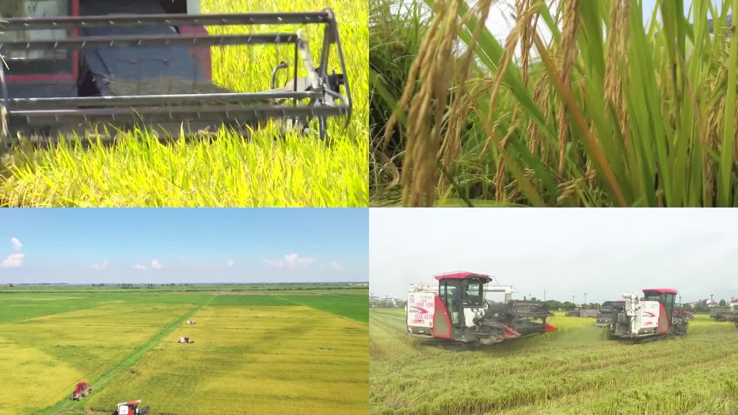 中国的农业秋收收获季节稻田收获（合集）