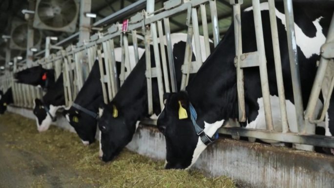 农田航拍，奶牛养殖