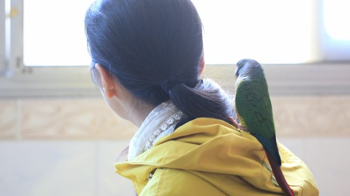 女人看着窗外可爱的宠物鹦鹉站在肩上玩耍
