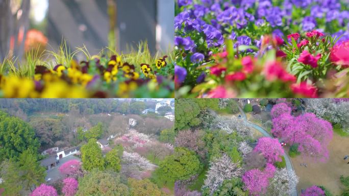 春天来了花朵盛开草木植被风景视频素材49