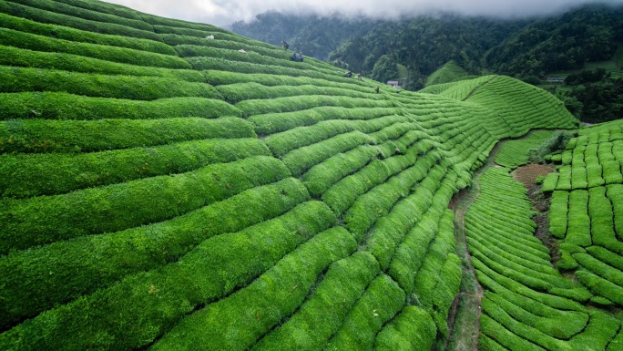 航拍山区云雾袅绕的茶山4K