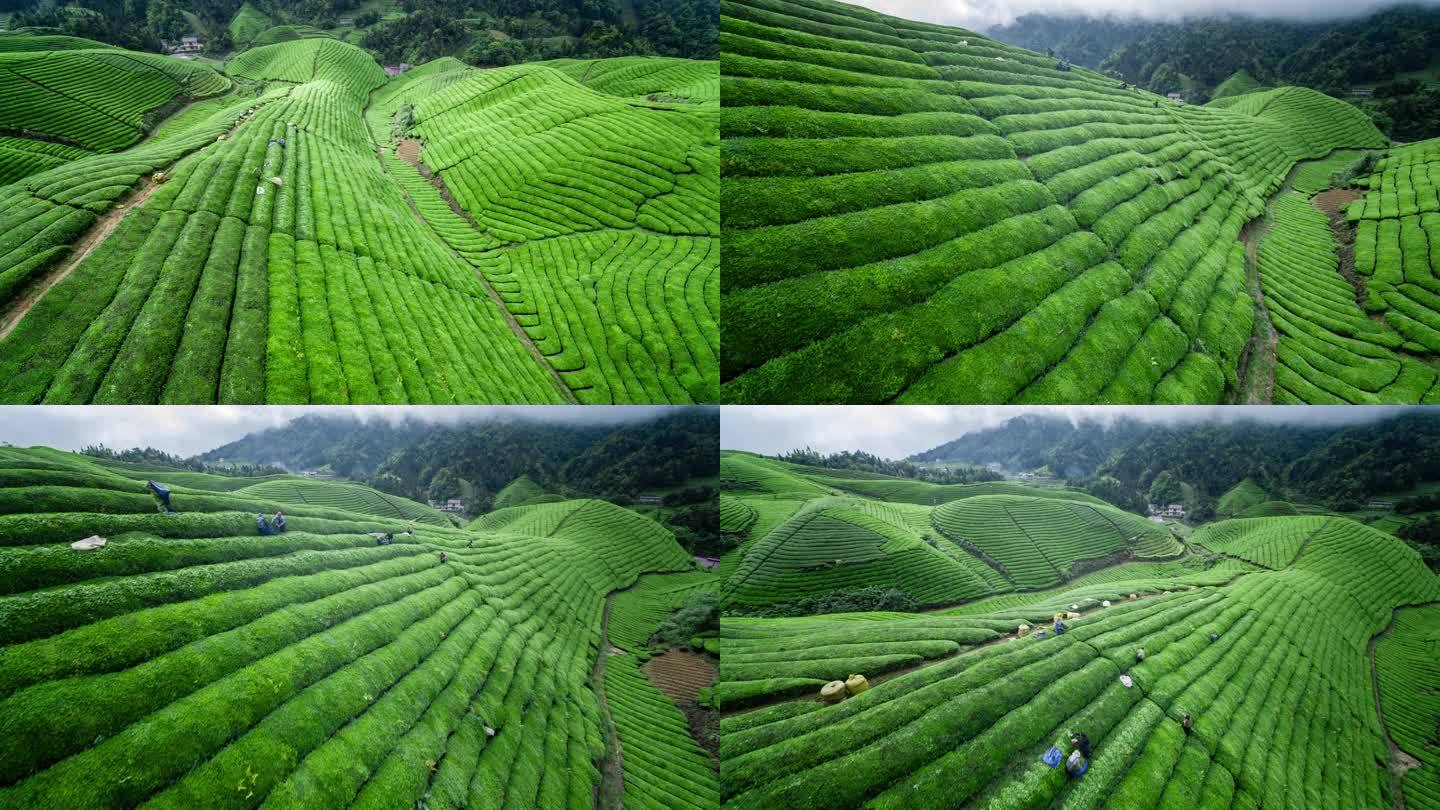 航拍山区云雾袅绕的茶山4K