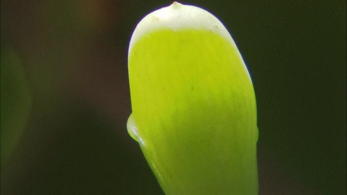 在中国新疆种植的水果（合集）