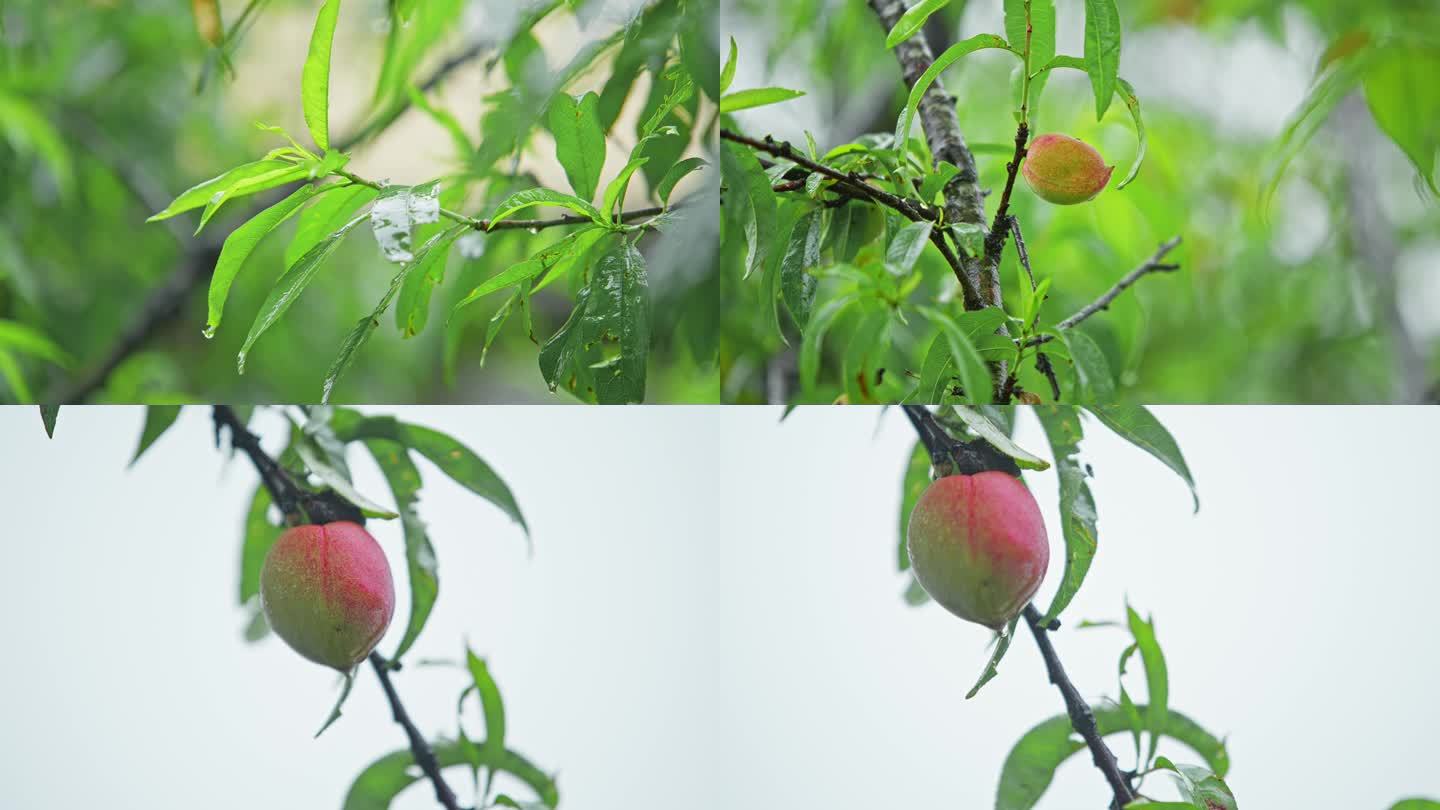 4k 实拍雨季桃子成熟