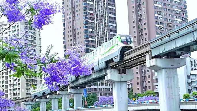 蓝花楹同框轻轨 重庆谢家湾