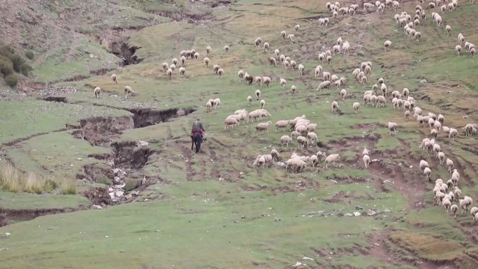 中国新疆的游牧民族在转移牲畜航拍（合集）