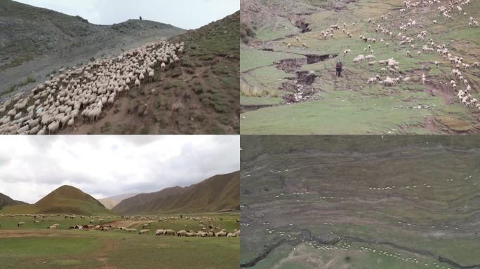 中国新疆的游牧民族在转移牲畜航拍（合集）