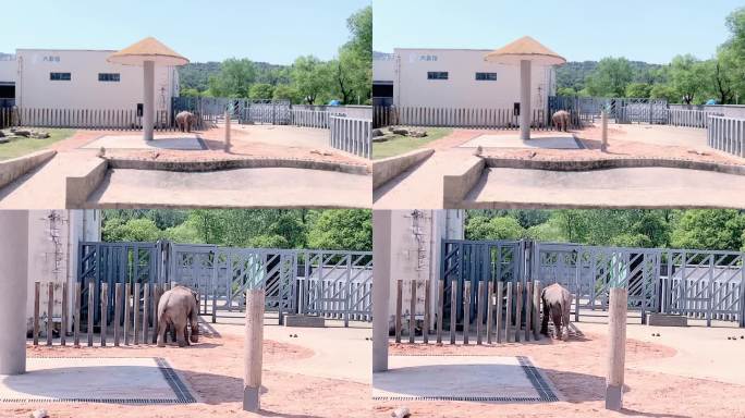 大象动物园