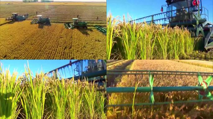 中国农业农村发展乡村振兴收获稻米（选编）