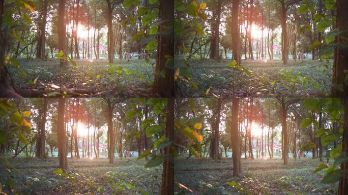 阳光透过树叶唯美空镜荫森植物园林2
