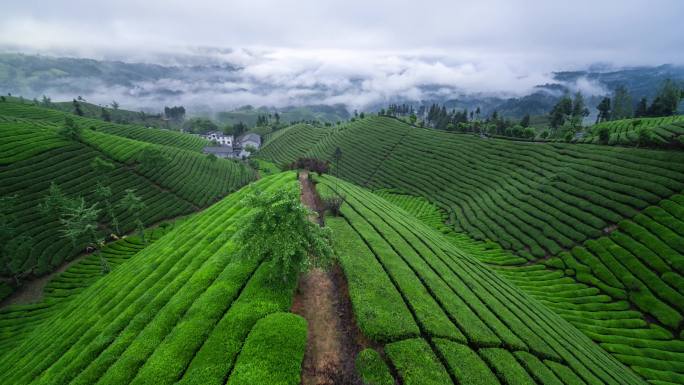 航拍山区云雾袅绕的茶山4K