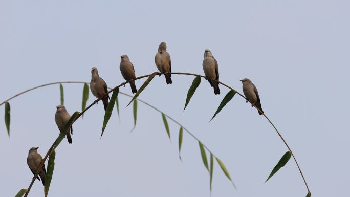 翠竹上停着一群椋鸟