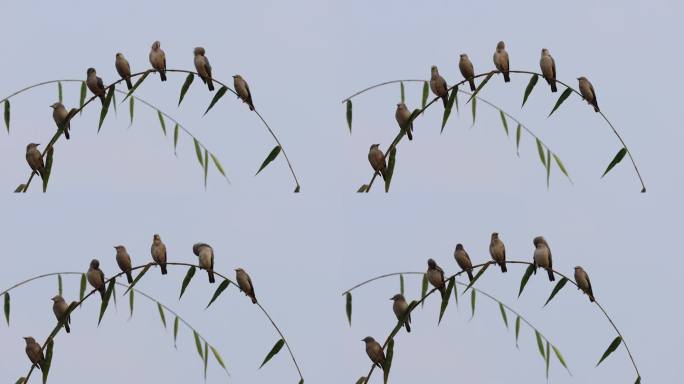 翠竹上停着一群椋鸟