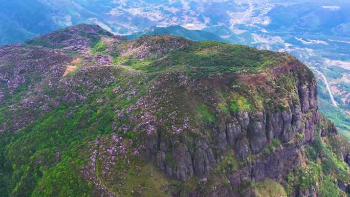 航拍盘州普古乡文阁大山杜鹃花海