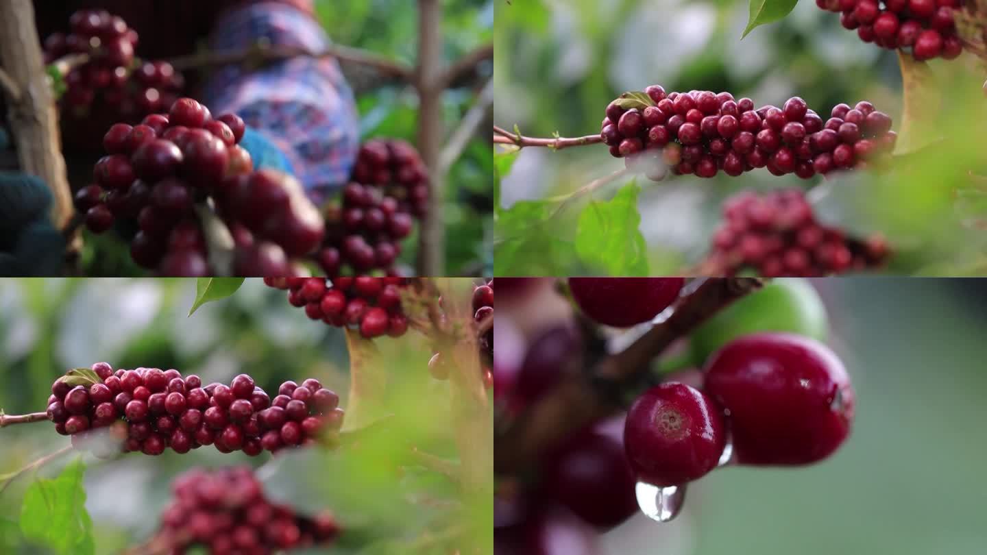 中国农业种植业咖啡果园咖啡豆种植采摘（选编）