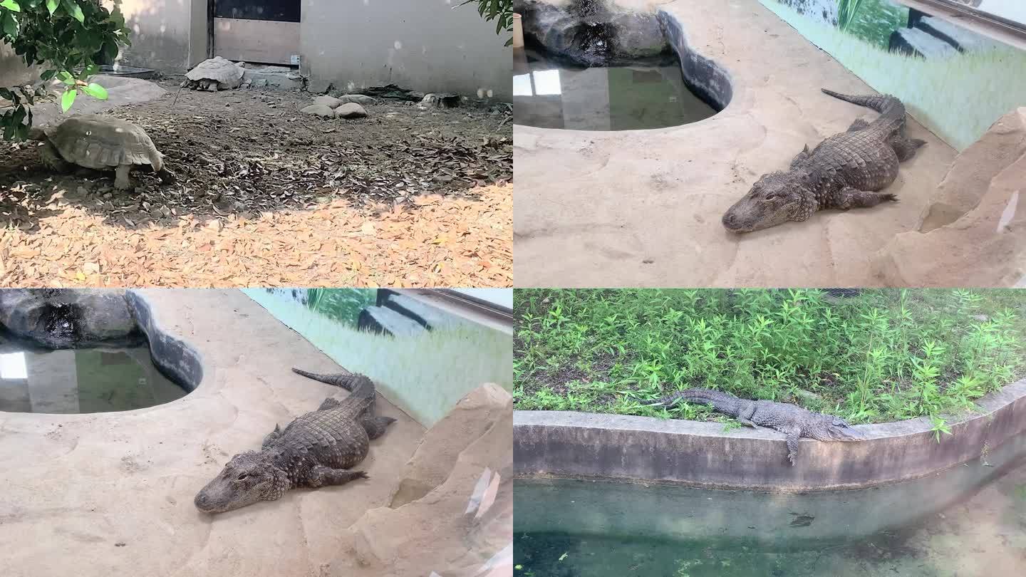 两栖动物乌龟鳄鱼动物园