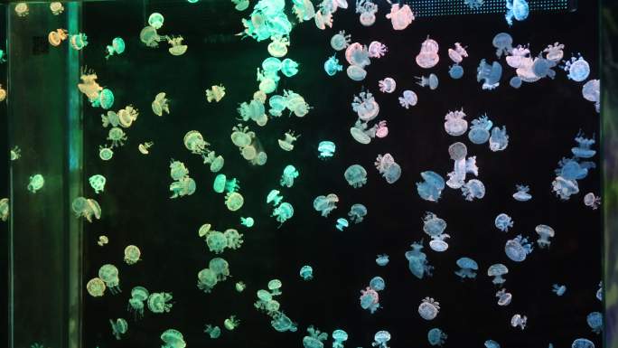 水族馆海洋动物水母