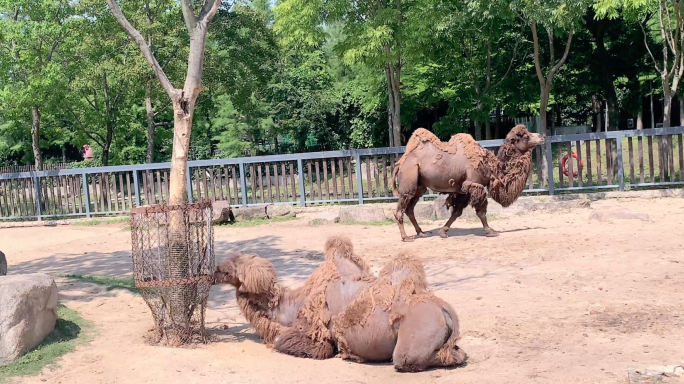骆驼动物园