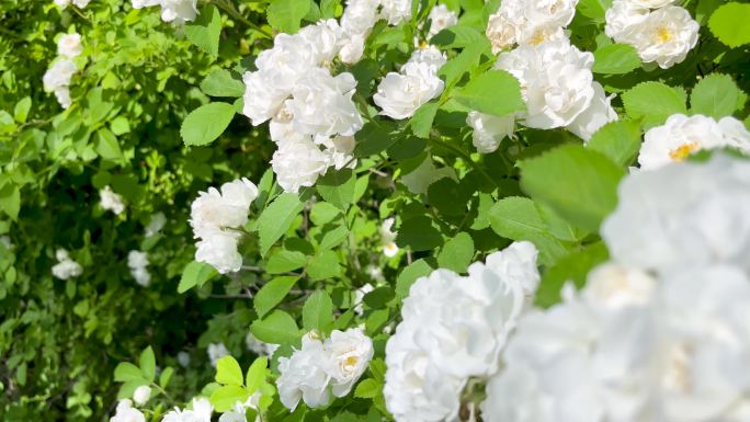 白色蔷薇花美丽绽