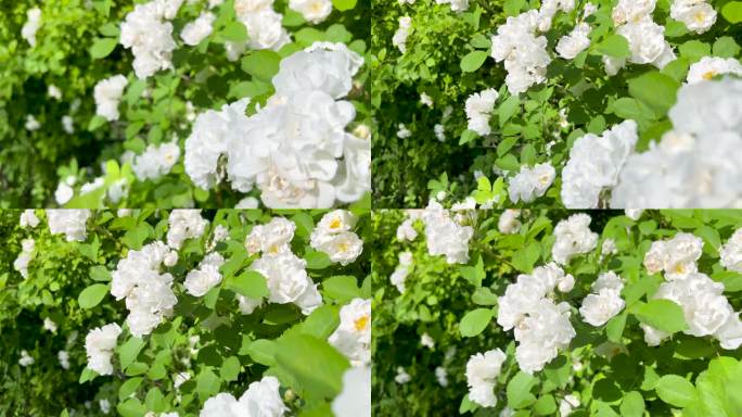 白色蔷薇花美丽绽