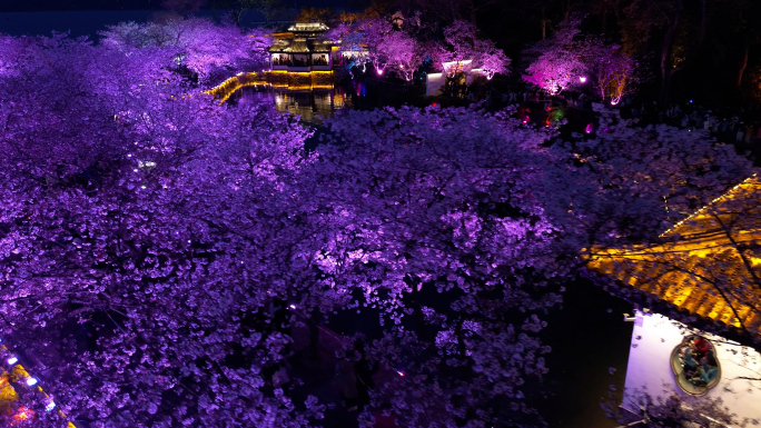 鼋头渚樱花夜景