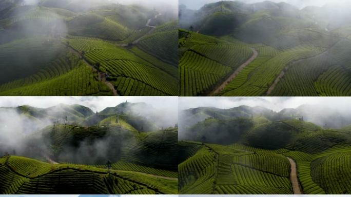 4K自然雾气升腾的茶园茶山航拍视频