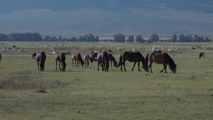 草原上悠闲吃草的马群