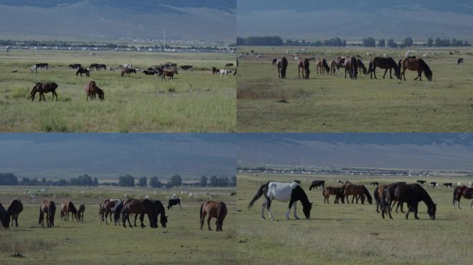 草原上悠闲吃草的马群