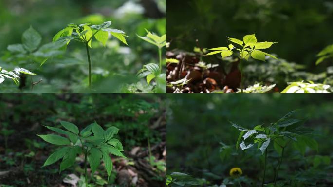 东北野山参人参培育种植基地