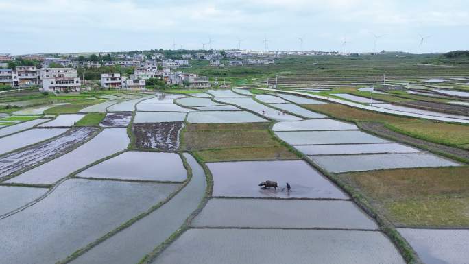 传统农耕水牛耕田 农村田园全景航拍