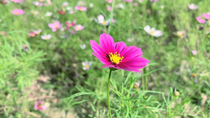 紫红色雏菊紫菀