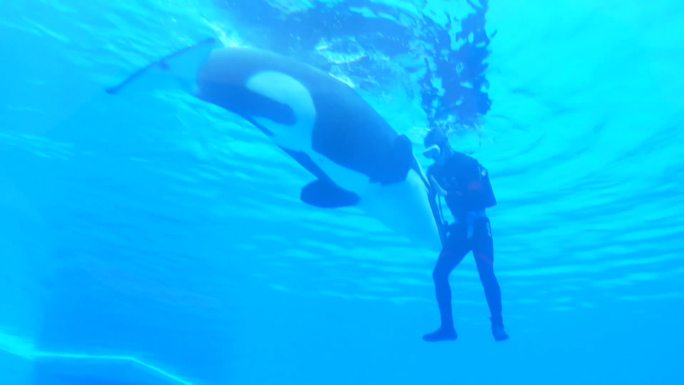 中国水族馆动物园内生活的虎鲸（合集）