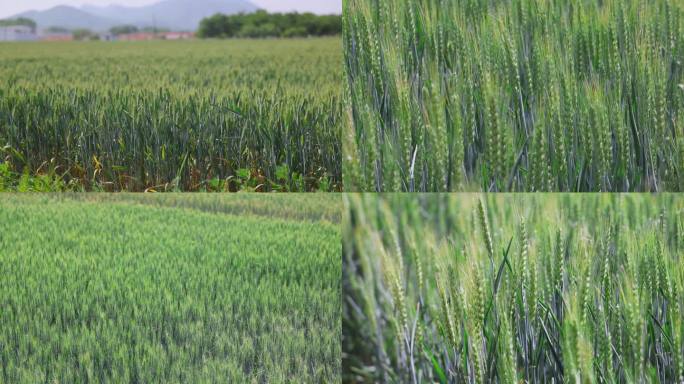 麦田小麦麦穗绿色麦田初期小麦生长期麦浪