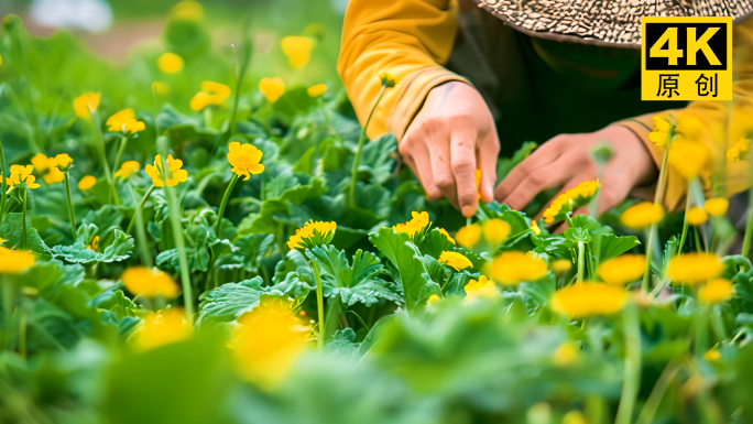 小满挖苦菜苦菜花