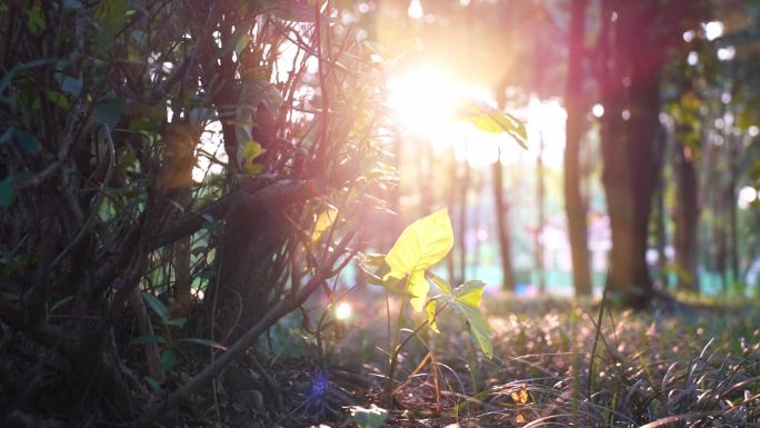 阳光透过树叶唯美空镜荫森植物园林