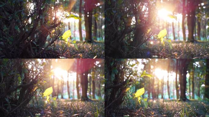阳光透过树叶唯美空镜荫森植物园林