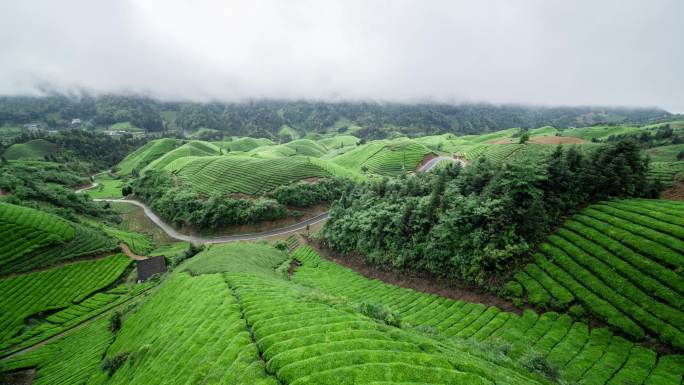 航拍山区云雾袅绕的茶山4K