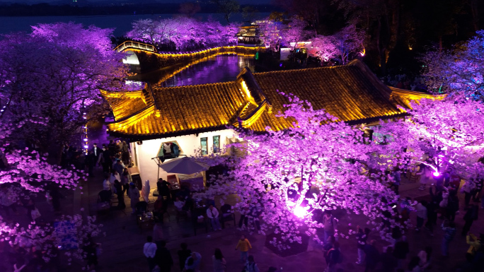 太湖鼋头渚樱花夜景航拍