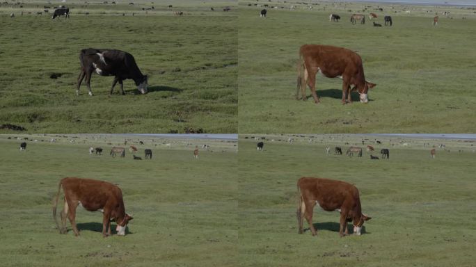 草原上悠闲吃草的牛
